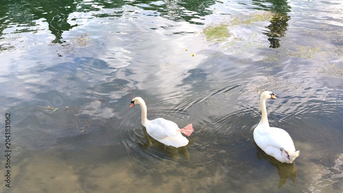 Photos Two White Mute Swans Swimming Together in Shallow Lake with Cloud Reflections