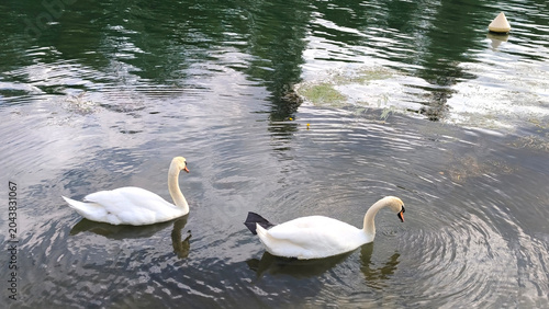 Tableau sur toile Two White Mute Swans Swimming Together in Shallow Lake with Cloud Reflections