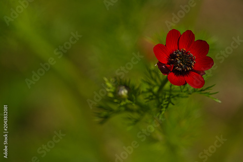 summer pheasant's-eye red flower close-up
