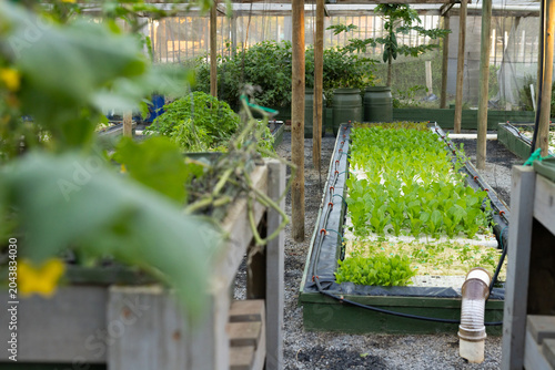 Hydroponic tray is holding bright green seedlings in greenhouse with drip lines and PVC elbow