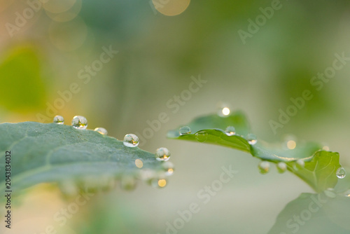 Two green leaves are holding dew droplets in macro close-up, showing soft diffuse morning bokeh