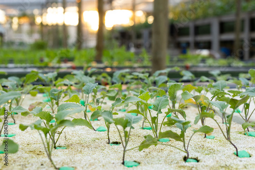 Leafy seedlings are growing in white perlite medium on greenhouse bench with green plastic collars