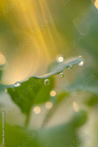 Single green leaf edge holding dew droplets and reflecting warm sunlight in garden morning