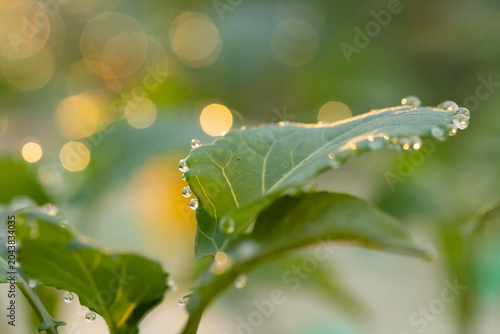 Single broad green leaf is showing prominent veins and holding dew droplets on garden bed