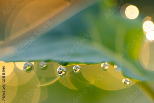 Water droplets are clinging to leaf edge and reflecting tiny inverted foliage, with warm bokeh