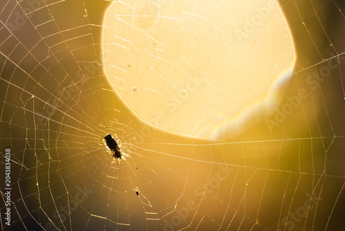 Orb spider web shimmering with radial and spiral threads, wrapped prey glowing against sun bokeh