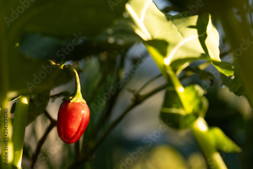 Single ripe red pepper hanging from curved green stem in garden, showing sunlit bokeh