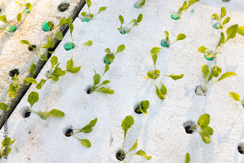 Foam hydroponic raft holding lettuce sprouts with blue root plugs, slab seam and casting shadows