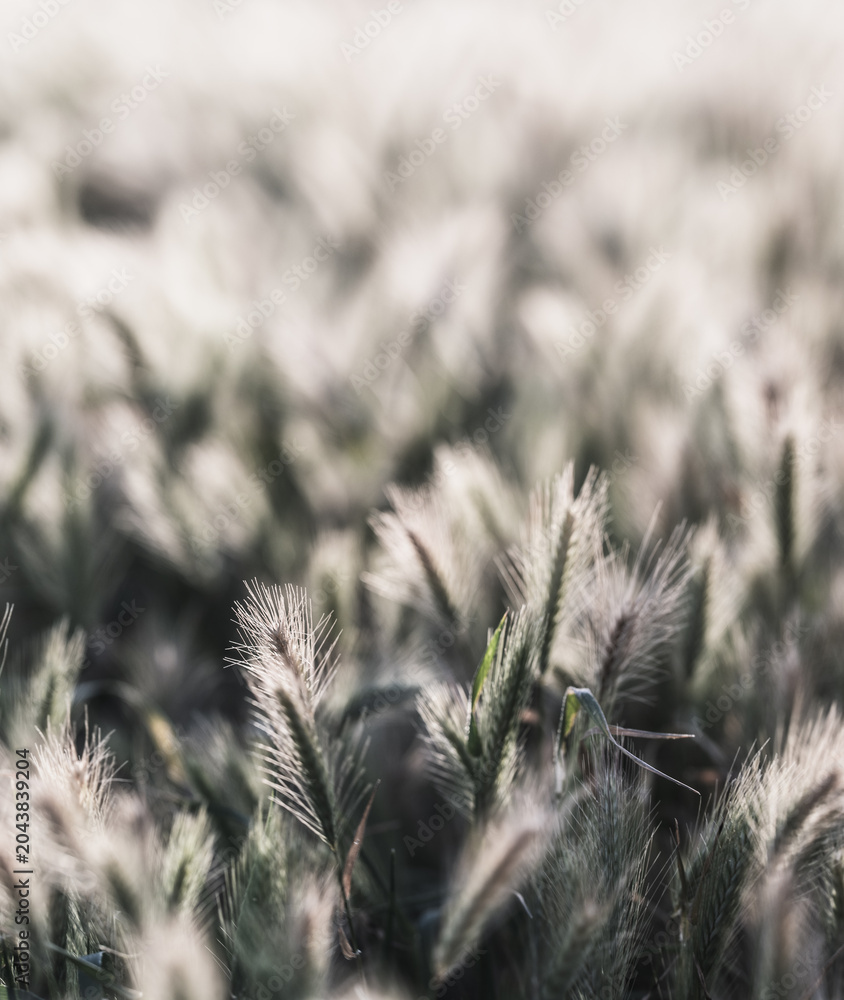 Obraz premium Foxtail Grass Seed Heads in Soft Focus