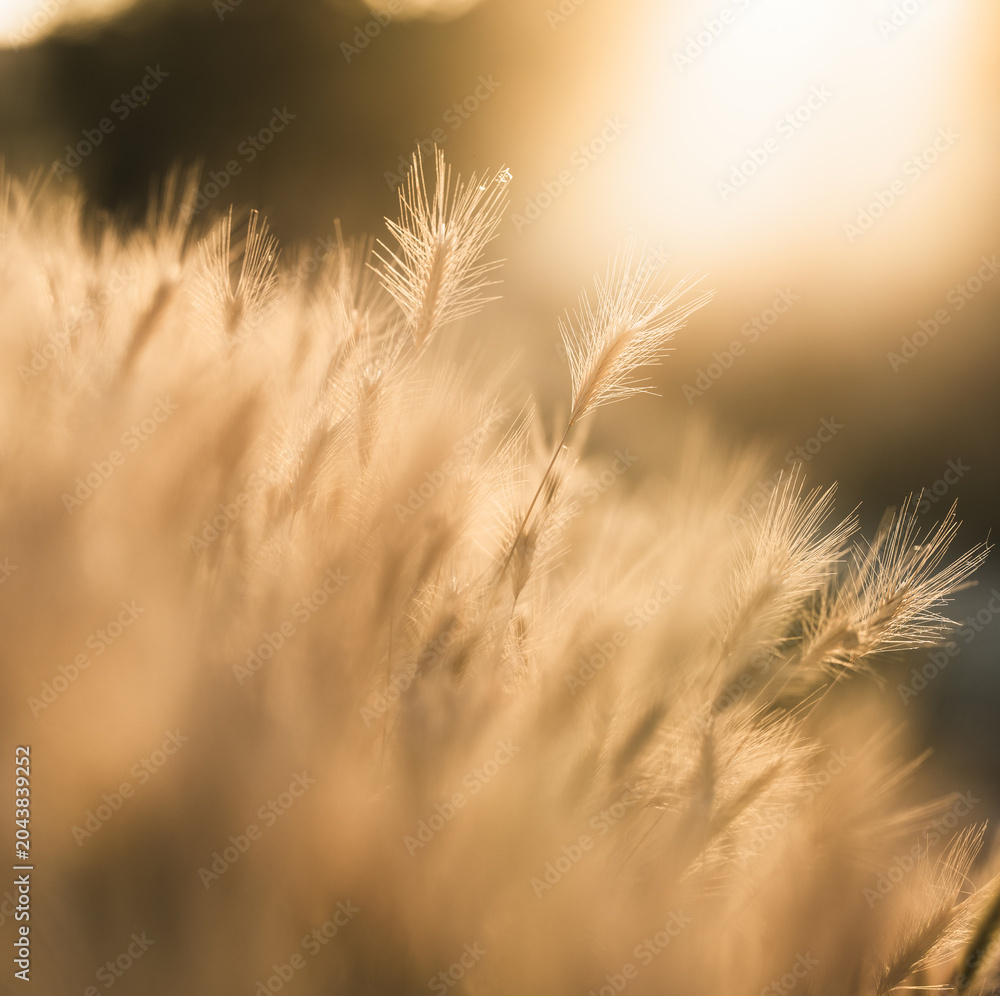 Obraz premium Backlit Foxtail Grass in Golden Sunset