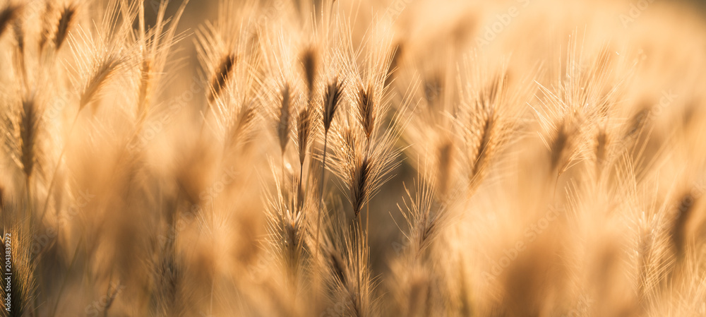 Obraz premium Golden Foxtail Grass Seed Heads at Sunset