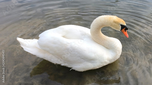 Cuadro en lienzo Close-Up Portrait of Elegant White Mute Swan with Orange Beak Swimming on Lake i