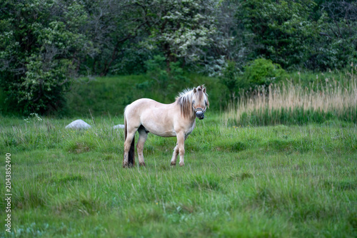 Fotografie Norwegian Fjord horse standing alert in green pasture