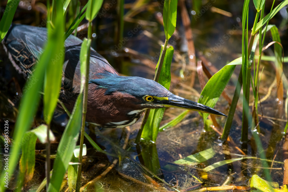 Fototapeta premium Close up view of a green heron hunting in marsh vegetation