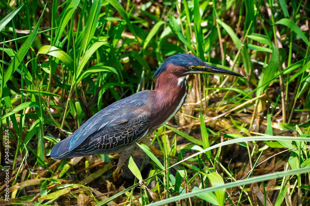 Fototapeta premium Close up view of a green heron in the everglades national park