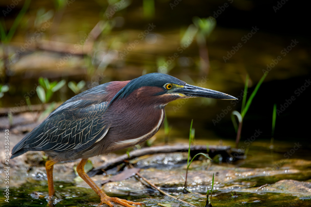 Fototapeta premium Side view of a green heron in the everglades national park