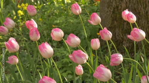 Pink Tulips Swaying in Gentle Summer Breeze Under Warm Sunlight,  Summer Garden Close Up