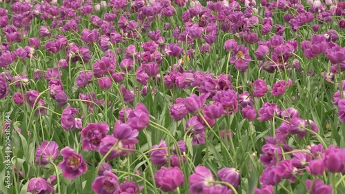Large field of blooming purple tulips gently swaying in the spring breeze. Ideal for spring, gardening, nature, wellness, and floral background concepts.