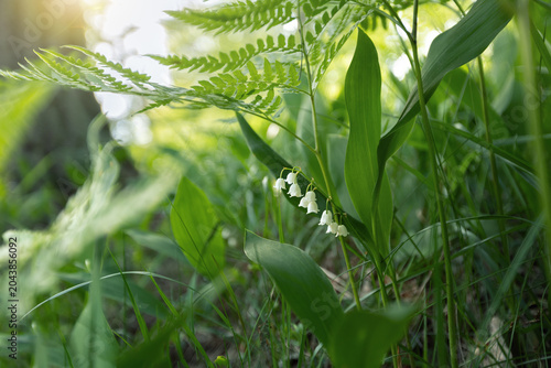 Bild auf Leinwand spring background with wild lilies of the valley grows in the wild, Spring Lily