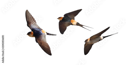 Tableau sur toile Set red-rumped swallow in flight, Cecropis daurica, isolated on white background