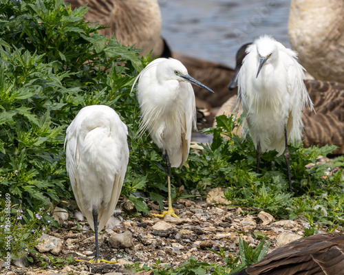 Three little egrets on the bank of a lake. Little Egret is a small white heron.