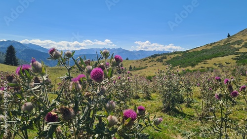 Canvastavla Magnifique paysage de champ de chardons près du col de Pradel (Pyrénées ariégeoi