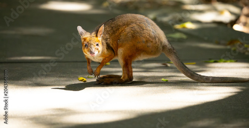 Fotografie Red-necked wallaby. South Eastern Australia