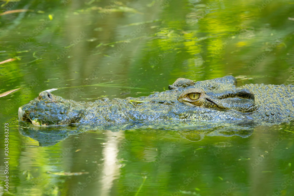 Fototapeta premium Saltwater crocodile. Queensland. Northern Australia.