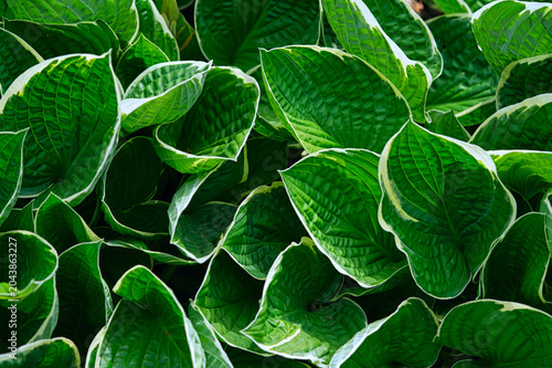 green hosta leaves - the whole background
