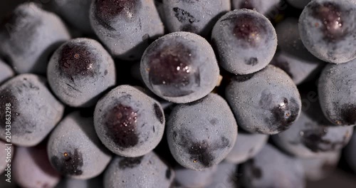 Glaucous grapes with drops of moisture, these fresh grapes show the texture of the skin with water splashes and a characteristic natural coating on the fruits.