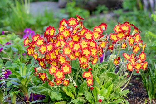 A flowering bush of perennial bright spring primrose.