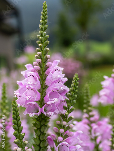 Fotografie Close up of pink obedient plant flower (Physostegia virginiana)