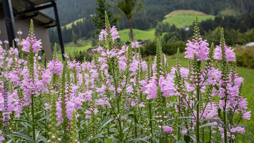 Foto Pink flower bed with obedient plants in summer