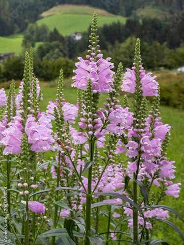 Billede på lærred Flowering obedient plants (Physostegia virginiana) in rural mountain garden