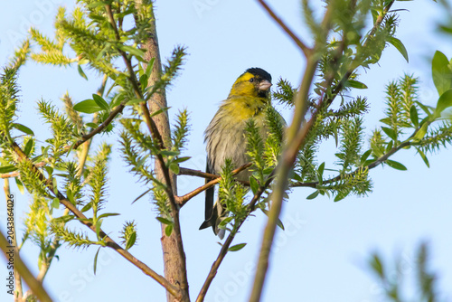 A male siskin songbird sits on a tree branch.