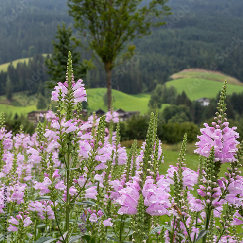Canvas Print Pink obedient plant flowers in mountain garden landscape