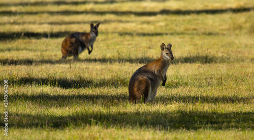 Foto Red-necked wallaby. South Eastern Australia