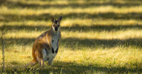 Foto Red-necked wallaby. South Eastern Australia