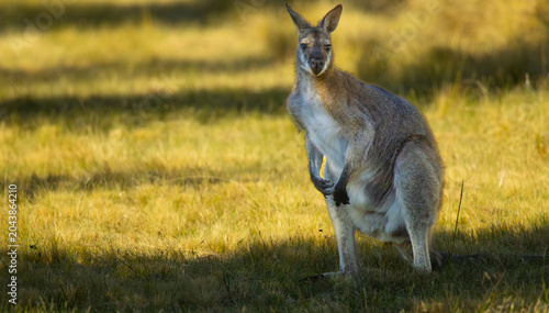 Fotografía Red-necked wallaby. South Eastern Australia