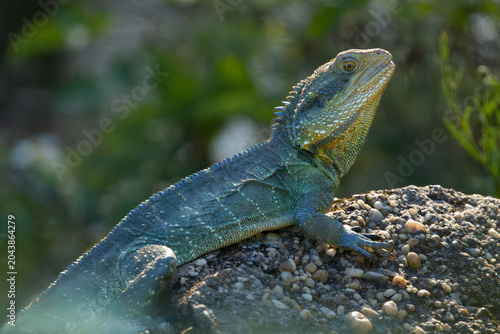 Bilde på lerret Eastern water dragon close-up. South Eastern Australia.