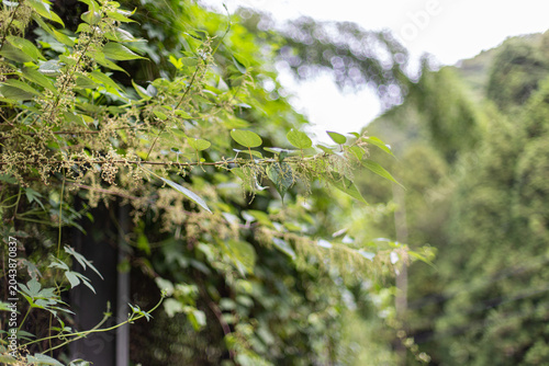 A close-up of wild green foliage and climbing vines with delicate hanging flower clusters, set against a softly blurred forest background with bright backlight.