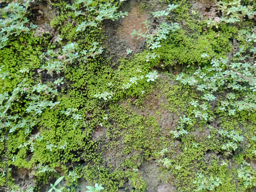 Bright Green Moss on Rocky Surface