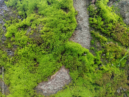 Bright Green Moss on Rocky Surface