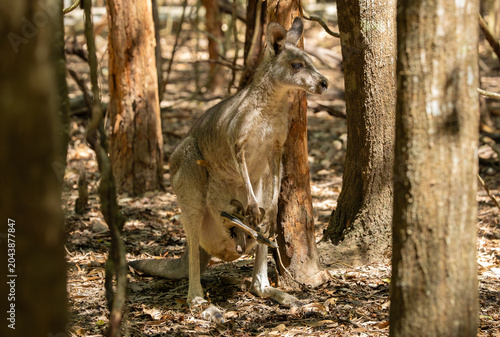 Photography Eastern grey kangaroo with joey in the pouch