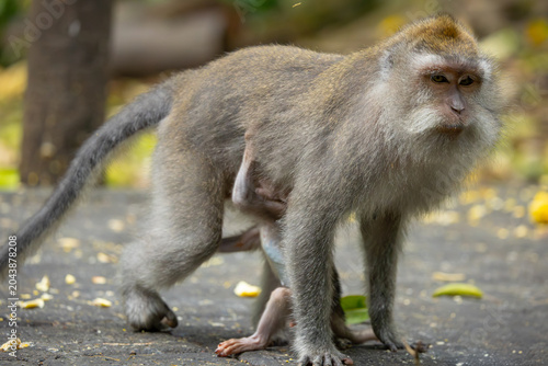Photography Long-tailed or crab-eating macaque