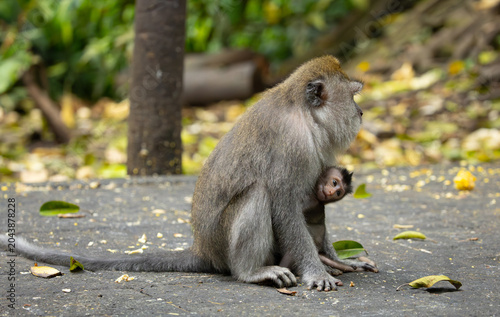 Canvas Print Long-tailed or crab-eating macaque