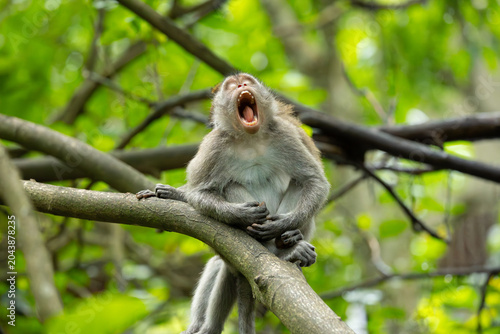 Photography Long-tailed or crab-eating macaque