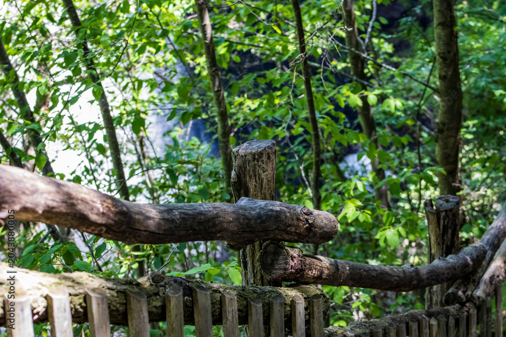Fototapeta premium tree in the forest