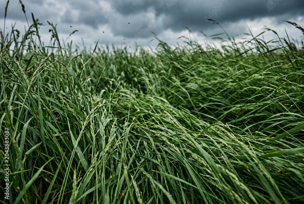 Obraz premium Tall green field grass swaying in strong wind under stormy sky