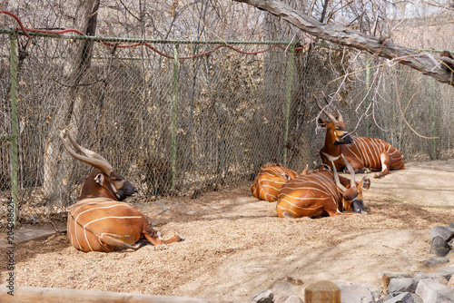 Bilde på lerret Distant view of antelopes in naturalistic enclosure